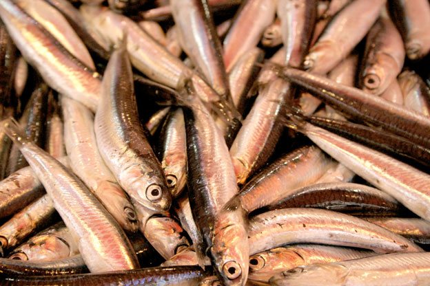 Porto Empedocle. Sequestrati 10 Kg di prodotti ittici mal conservati: 49enne sanzionato